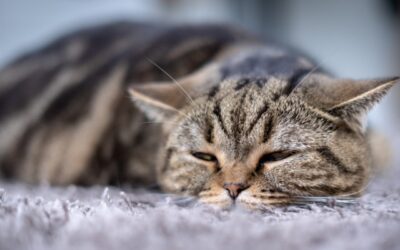 June Newsletter: How Often Should Cats Be Vaccinated?