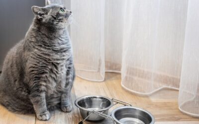 May Newsletter: How to Keep Your Cat at a Healthy Weight