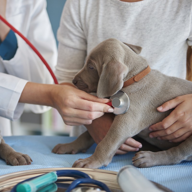 Pet Annual Physical Exams Service Image