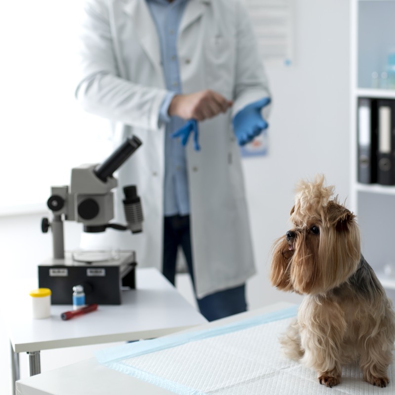Pet In-House Laboratory Service Image