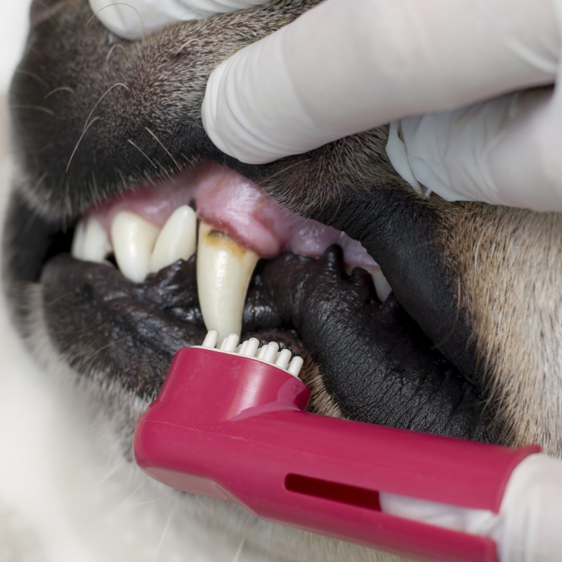 Pet Teeth Cleaning & Dental Service Image