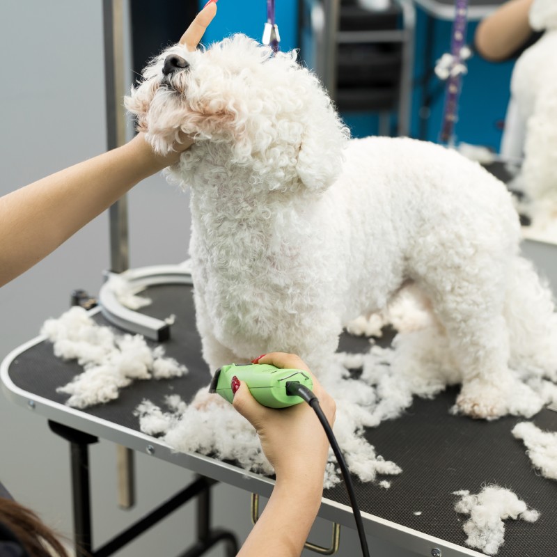 Pet Therapeutic Bathing & Grooming Service Image