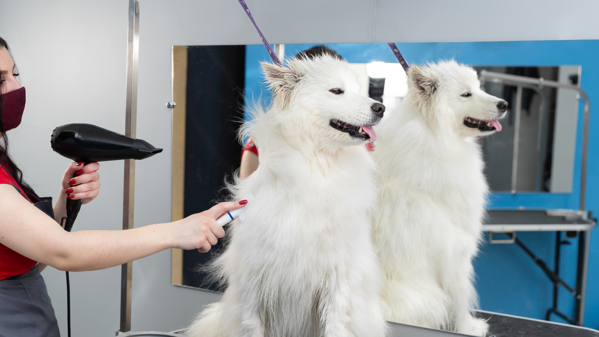 Pet Therapeutic Bathing And Grooming In Boulder Creek, CA 95006 ...