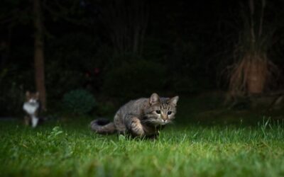 April Newsletter: Tips on Keeping Your Cat Calm through the Night